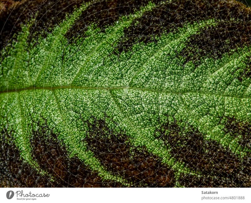 Colorful pattern and soft fur on the leaf surface of the Carpet Plant episcia plant green color garden leaves nature texture botany background closeup natural