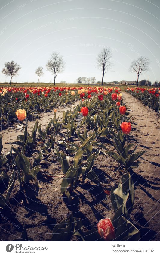 tulip field tulips Tulip field to pick yourself Spring Tulip picking Rural Flower field
