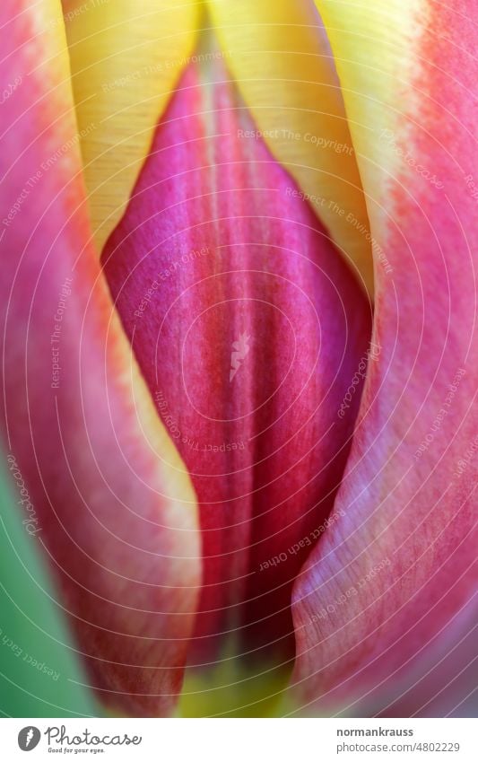 Close up of tulip flower Tulip Blossom Flower Calyx Spring flower come into bloom herald of spring petals Plant blossom variegated luminescent Red Yellow detail