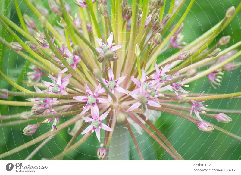 So beautiful can be a leek!!! ;-) Plant Nature Flower Blossom Colour photo Exterior shot Blossoming Garden Spring Close-up pretty Pink naturally