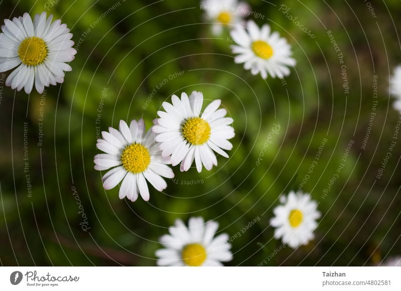 chamomile or ox-eye daisy meadow top view . Close up Matricaria flower nature background outdoor plant growth horizontal no people abundance photography