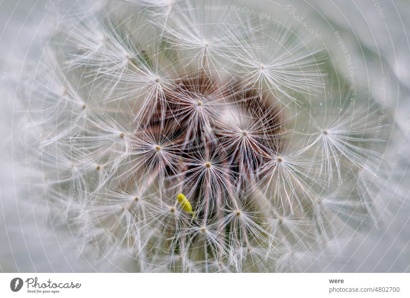 Close-up of dandelion flower seed head with shallow depth of field and blurred background with soft bokeh blooms Flower dandelion Shallow depth of field