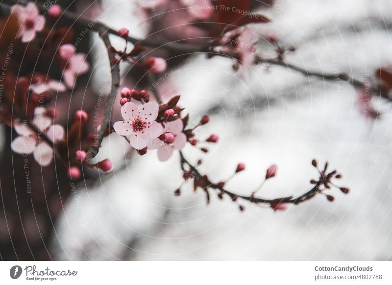 Pink cherry blossom in spring fresh floral botany outdoor closeup natural tree flower branch nature pink bloom plant beauty bud season blooming sky white petal