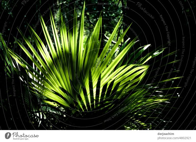 A nature experience of a special kind. This fern , illuminated by the sun and standing half in the shade. Fern Exterior shot Green Day Deserted Foliage plant