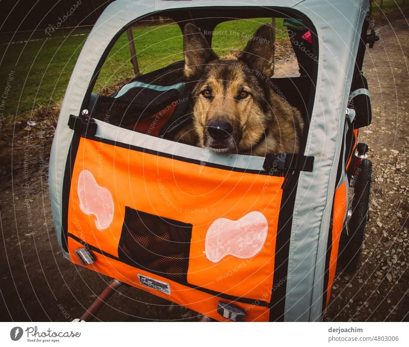 A ride to happiness.  In the seventh dog heaven. An old dog also needs to get some fresh air. Dog portrait Light Human being Style out pretty Exterior shot