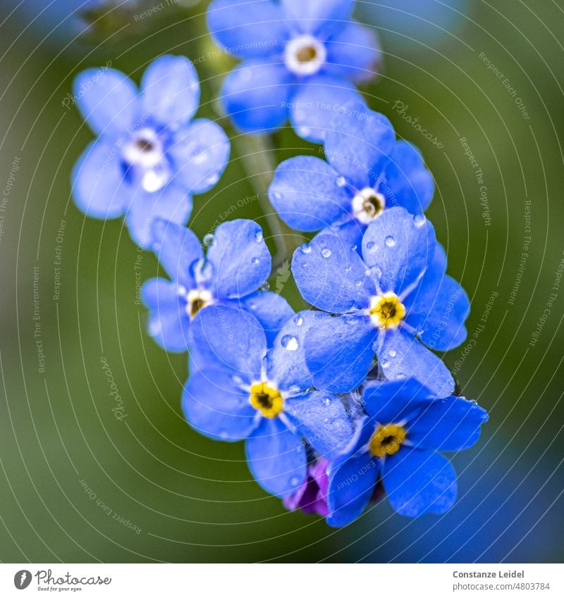 Forget-me-not flowers on dark green background Yellow blue flowers Nature Awakening blue blossoms delicate blossoms light blue tender flowers idyllically