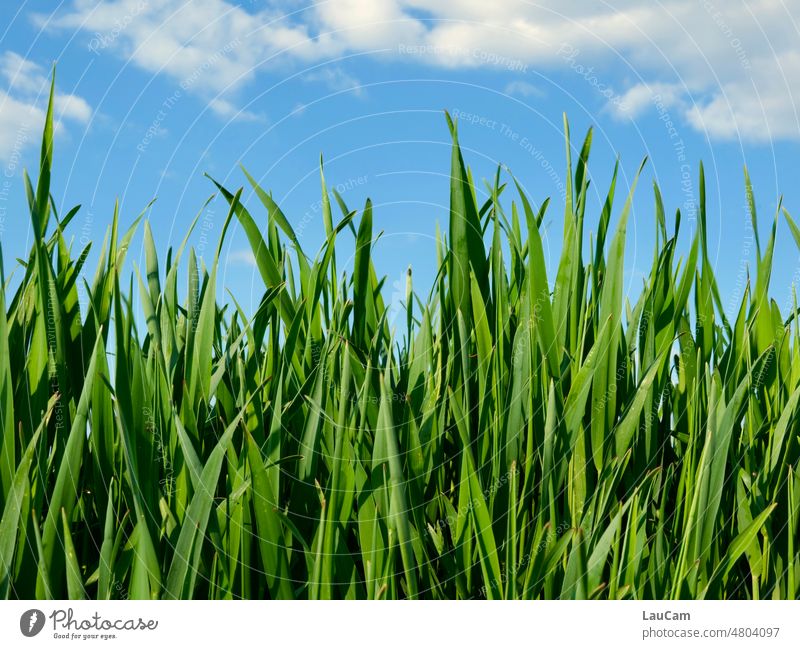*222* blades of grass grow into the blue sky Grass Green Sky Blue Clouds hear the grass grow Meadow Nature Landscape Spring Beautiful weather Plant Blue sky