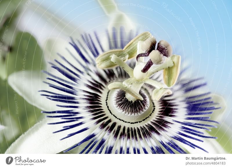 Passiflora, blue passionflower (Passiflora caerulea) from northern Argentina and southern Brazil; high-key image. passiflora blue passion flower