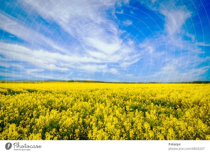Yellow flowers on a rapeseed field close agricultural natural yellow rapeseed blue sky industry farming oilseed blooming bright growth country farmland cloud