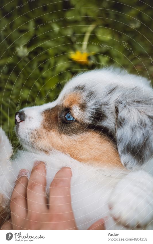 Scratching a young Australian Shepherd puppy lying in the grass. Audience favourite. A new female dog outdoors enjoying the attention of people blue merle