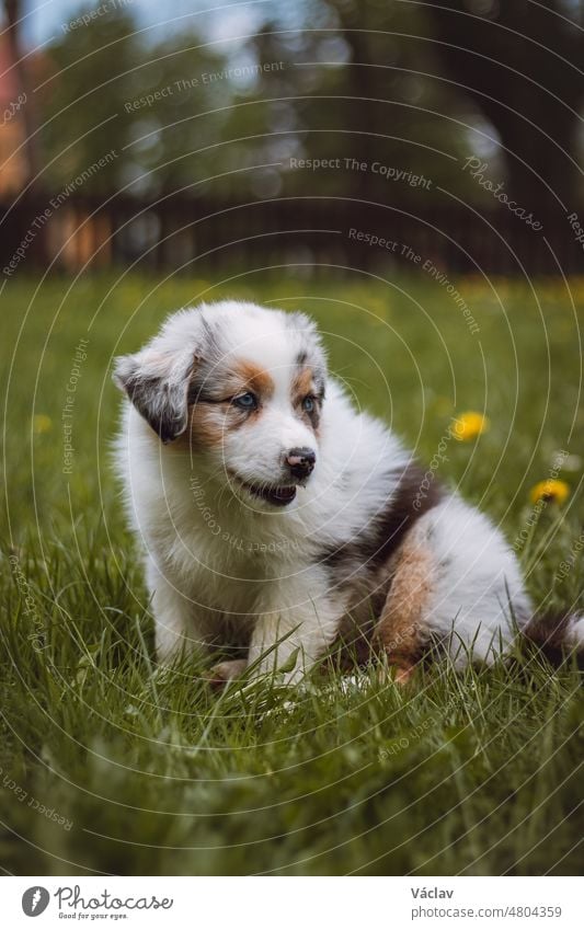 Australian Shepherd cub exploring the garden for the first time. Blue merle sitting in the grass, resting after a run. The cutest puppy of the Canis lupus breed.
