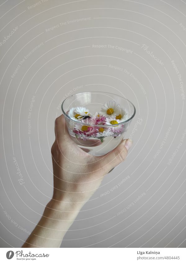Common daisies in glass of water Flower White Nature daisy Spring Plant Summer Blossom spring background Hand Arm Water Glass