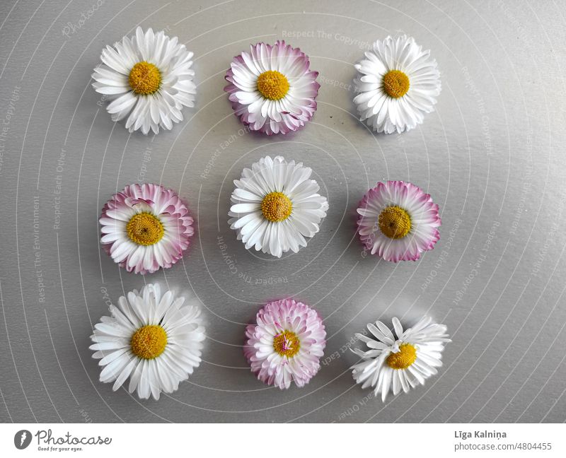 Delicate spring common daisie flowers on silver background Daisies daisies Flower White Nature Plant Close-up Floral Blossom daisy Spring blossom Beautiful