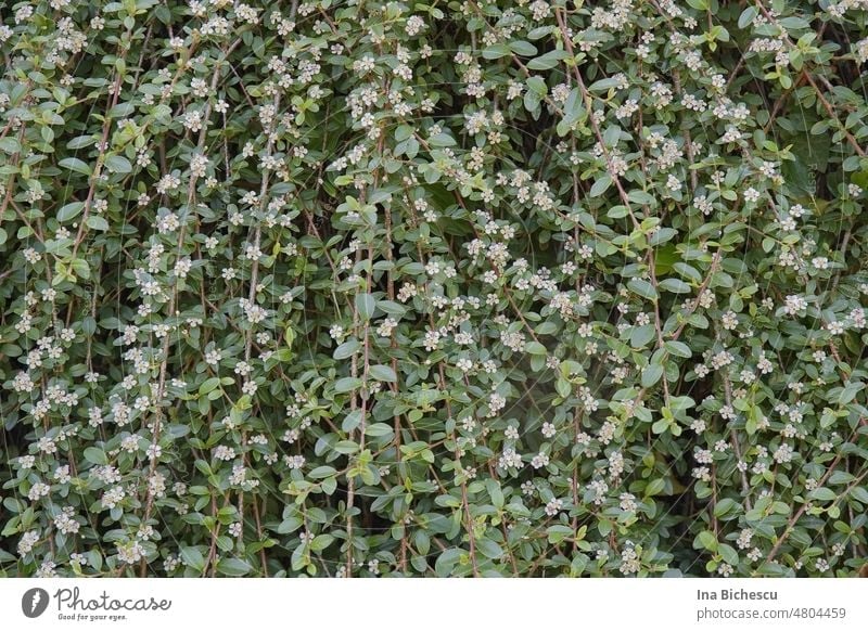 A wall of dwarf medlar (Cotoneaster) with white flowers and green leaves. Pygmy Medlar Wall (building) blossoms green wall green fence Nature Plant Leaf