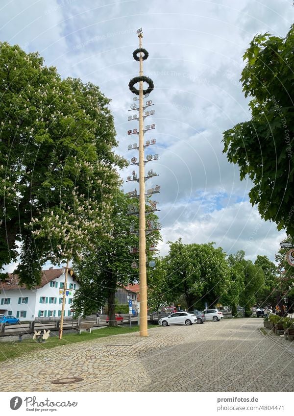 Maypole in Durach, Bavaria (Oberallgäu district) / Photo: Alexander Hauk customs May tree Tree durach Upper Allgäu celebrations location