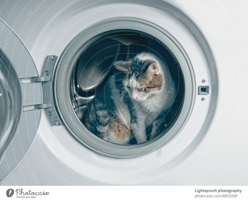 Cute tabby cat hiding in the washing machine. laundry washer clean white appliance clothes door isolated housework cleaning dirty money equipment clothing dryer