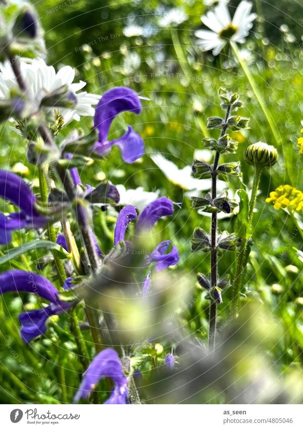 In the flower meadow flowers Meadow Flower meadow blossoms Summer variegated Nature Plant Blossom Blossoming Colour photo Spring Green naturally Grass Close-up