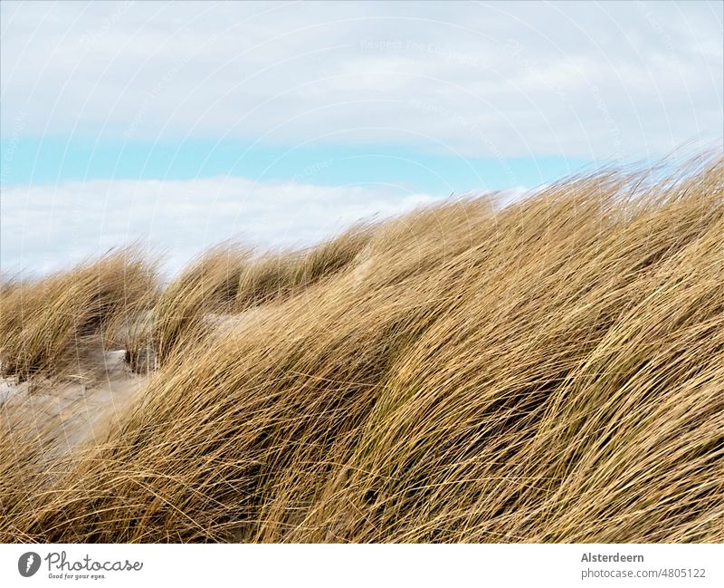 Dune grass in the wind Beach Beach dune Ocean stormy surrounded Sand Sky Vacation & Travel coast Relaxation Nature Baltic Sea Landscape Grass