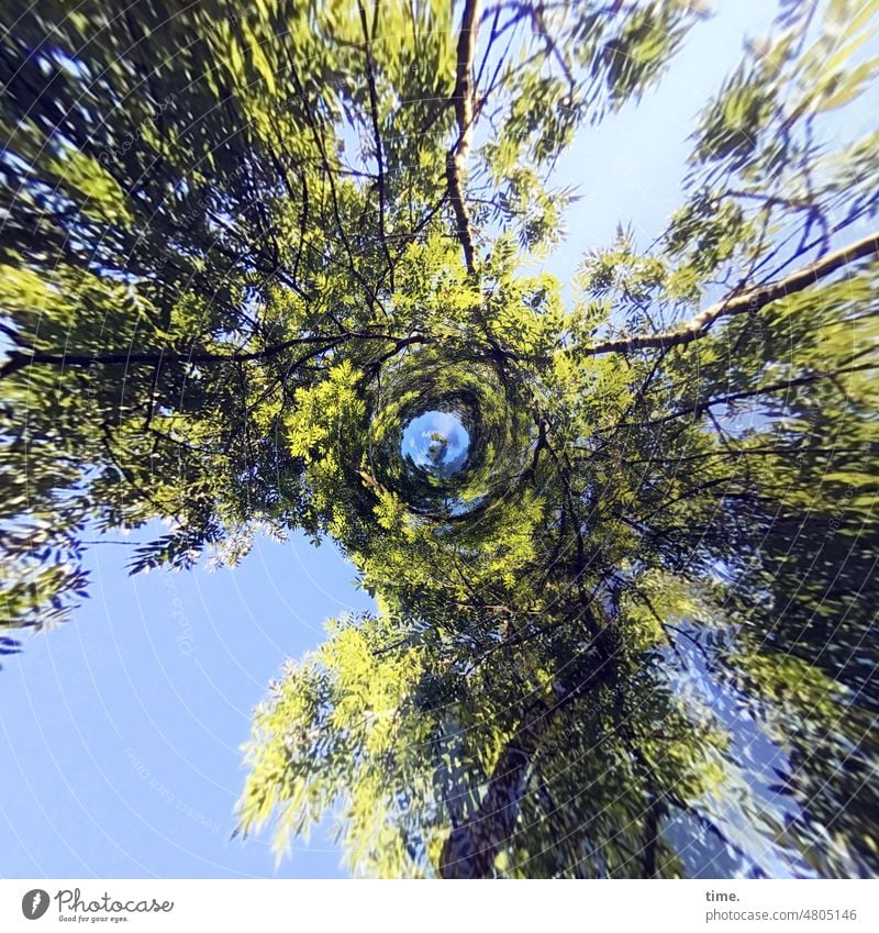 the other day in the parallel world Tree Movement Beautiful weather Tree trunk Spring Worm's-eye view Sky Branch Green Rotation effect distortion whirlpools