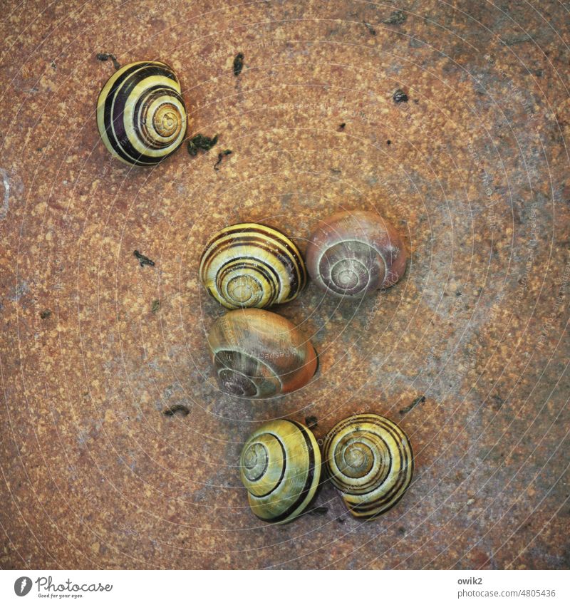 Cuddle shared apartment Crumpet Snail shell Many group Multiple Sleep Narrow Together Attachment togetherness silent Calm Close-up Colour photo Deserted Nature