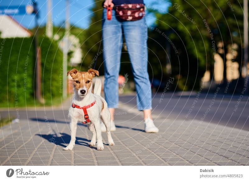 Dog walks at summer city street dog pet cute happy portrait nature grass jack russell adorable terrier spring green play animal garden puppy small breed outdoor