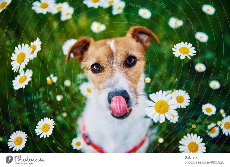 Cute dog portrait on summer meadow with green grass pet spring flower garden happy field person adorable lawn cute good landscape nature outdoor puppy animal