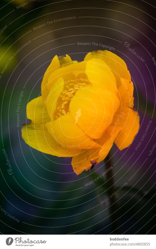 Close up of yellow troll flower blossom against blurred background, vertical format Globeflower May single flower Flower Spring Blossom Plant Colour photo