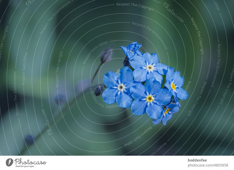 Inflorescence of blue forget-me-not against blurred blue-green background Forget-me-not Blossom Blue Plant Nature Blossoming Exterior shot