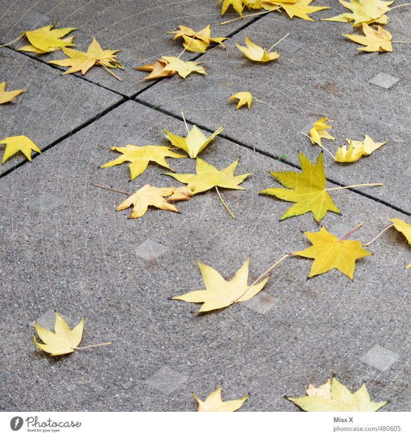 star thaler Autumn Leaf Street Lanes & trails To fall Faded To dry up Yellow Autumn leaves Star (Symbol) Maple leaf Norway maple star-shaped Starry sky