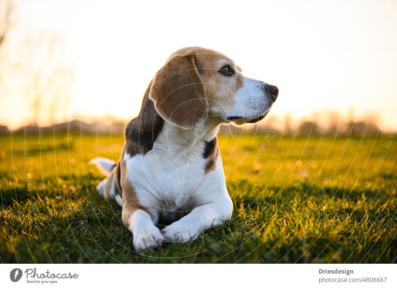 Beagle dog lying on a meadow at sunset. Enchanting Animal August background pretty Black Brown canine Close-up Clouds Collar Cute Dog Ear Evening Field Feet