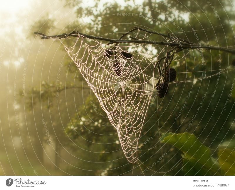 fog net Fog Autumn Spider's web Forest Tree Light Rope Nature Detail Sun