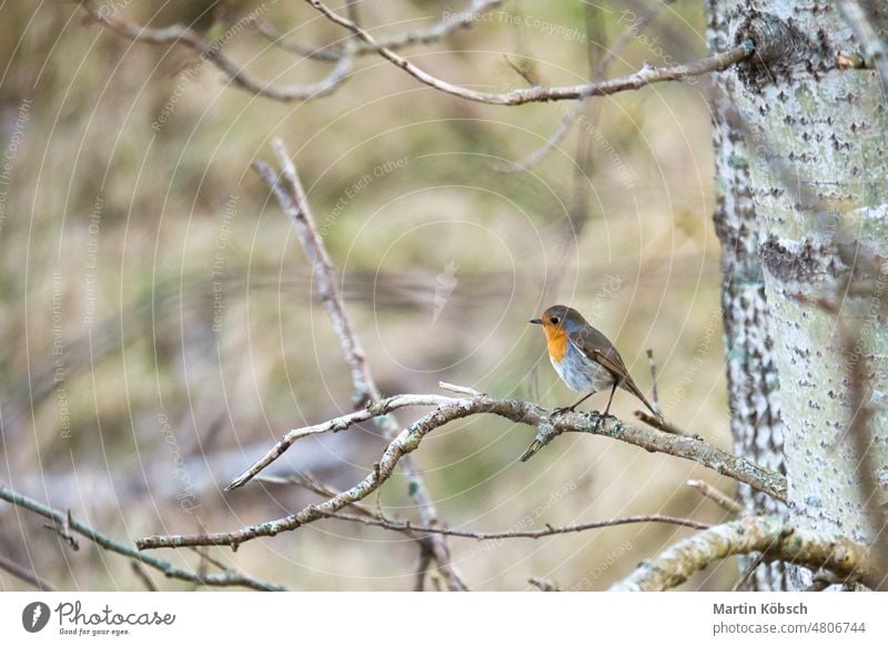 Robin on a branch in the National Park darß. Colorful plumage of the small songbird. robin baltic bodden singing red yellow orange throat white watching wing