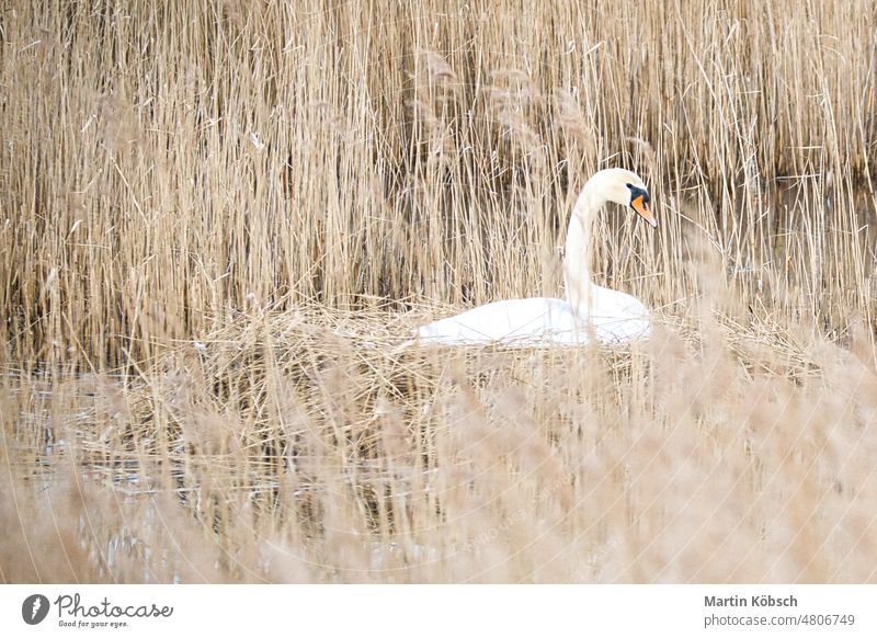 Mute swan breeding on a nest in the reeds on the Darrs near Zingst. Wild animals zingst darss water hatch nature mute swan bank brood bird nest grass green