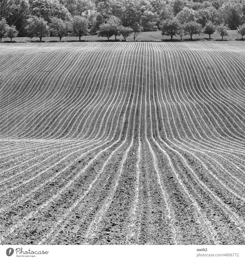 Next carpet Arable land Dry Furrow acre Curved Black & white photo Deserted Earth Parallel Pull Direct Disciplined Orderliness Conscientiously Environment