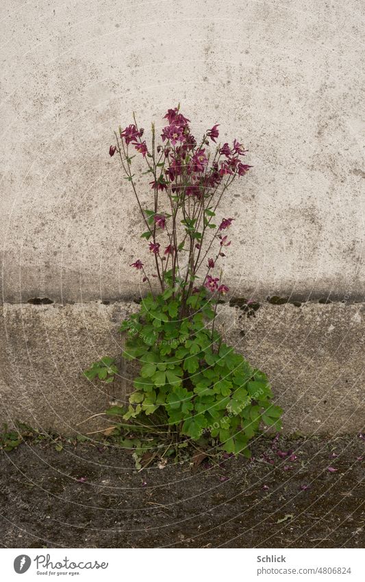 Beauty, columbine in front of house wall, very frugal plant Plant Town Asphalt Wall (building) Beauty & Beauty Aquilegia Flower Spring soft light pretty
