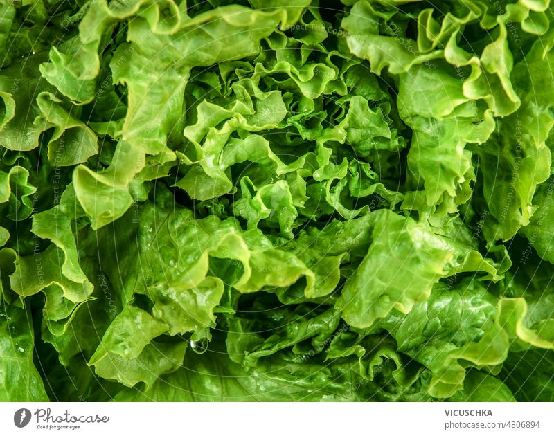Close up of green lettuce leaves background. close up salad ingredient healthy diet food background nature agriculture color fresh lettuce head nutrition raw