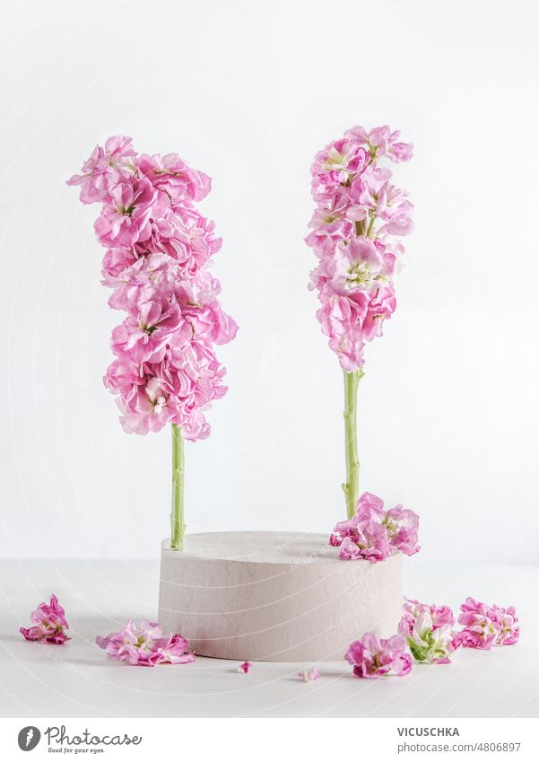 Modern product display with white podium, pink flowers and petals at white background. modern scene stage showcase front view copy space beauty summer beautiful