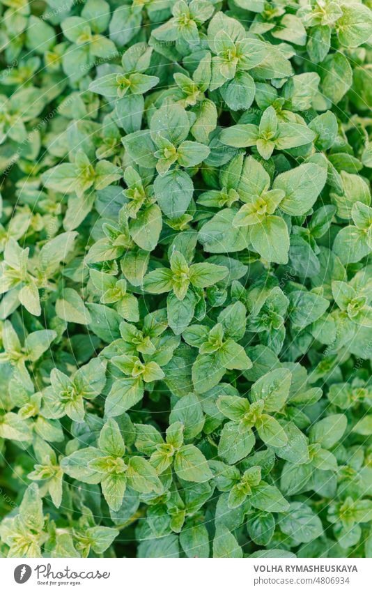 Background of fresh green organic oregano growing in the garden herb leaf healthy nature spice horizontal living favor flake furry shiny wallpaper yang blur