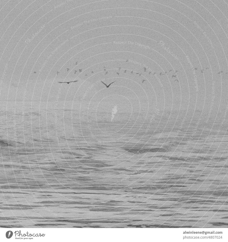 Sea birds above a frothy sea ocean Pacific Ocean Black & white photo waves sea foam