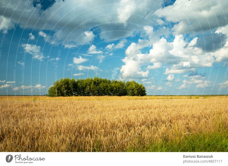 The trees that grow in the middle of the grain Tree Wheat Agriculture Growth Harvest Rural Cereal Field Sky Landscape Farm Summer Gold wax Arable land Yellow