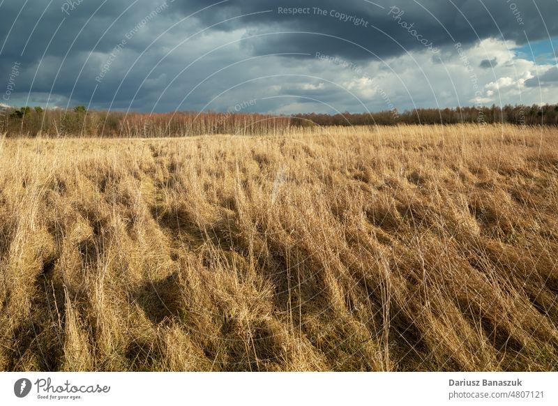 Dense dry grasses in a wild meadow and cloudy sky dense landscape nature forest rural season yellow countryside outdoor background plant light field weather