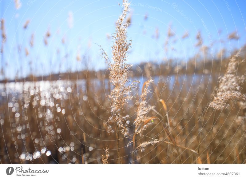 Reed plant on a lake in the sunshine Environment Nature Landscape Plant Sky Cloudless sky Sun Sunlight Spring Beautiful weather Esthetic Fresh pretty Warmth