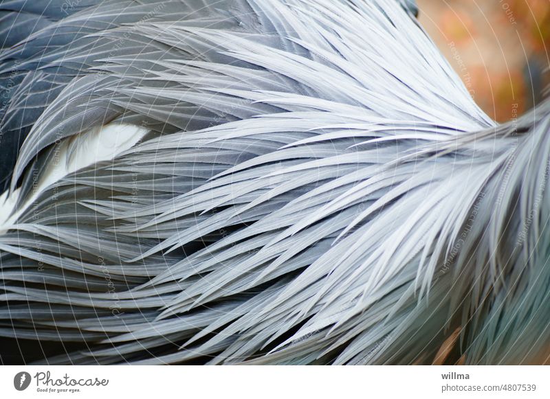 the big talk feathers feathered Plumed Crested Crane Gray feather-read Animal Bird