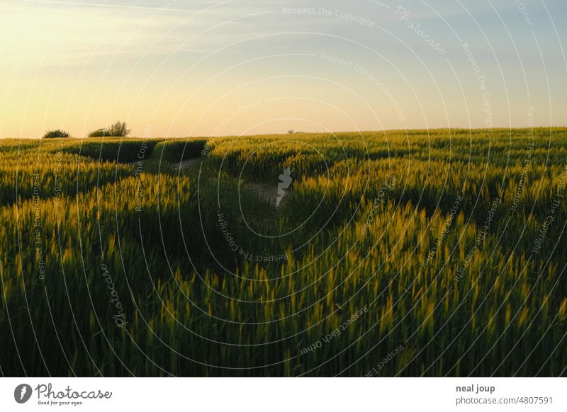 Wavy looking grain field in dark light of setting sun Landscape Nature Horizon Spring Summer Agriculture Agricultural crop Field Colour photo edge Border