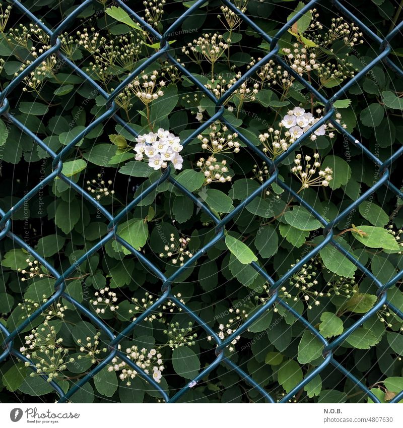 Spire bush behind chain link fence shrub spar bush Fence Wire netting fence Plant Blossom Blossoming blossom Exterior shot Nature Deserted Wire fence Close-up