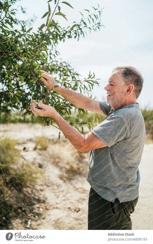 Elderly man collecting nuts from tree on plantation pick farmer senior harvest countryside male elderly aged branch rural natural farmland ripe gray hair