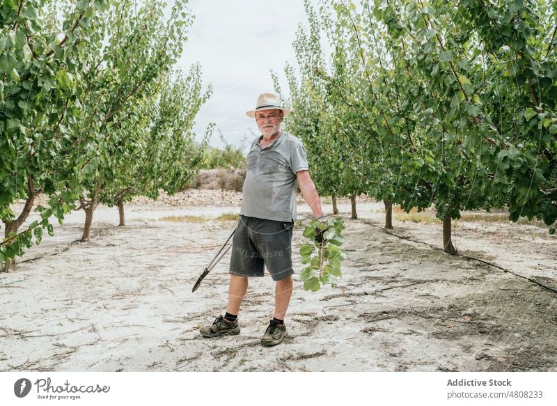 Elderly farmer with pruner and branch man orchard tree garden summer countryside lush male twig season fruit apricot care daytime senior elderly aged casual