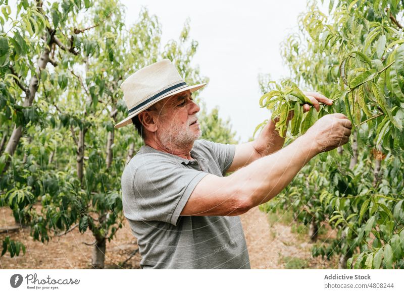 Man checking leaves of fruit tree man farmer leaf branch orchard agriculture countryside male elderly senior aged peach gardener summer plant season touch