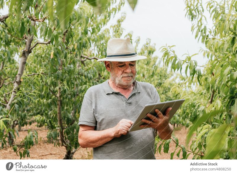 Senior farmer using tablet near fruit trees man check touch branch orchard online male plant work data gadget device technology aged elderly senior agronomy job