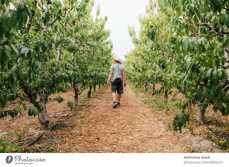 Male farmer walking amidst fruit trees man path orchard summer work lush countryside male peach paraguayan examine agriculture hat rural foliage way season